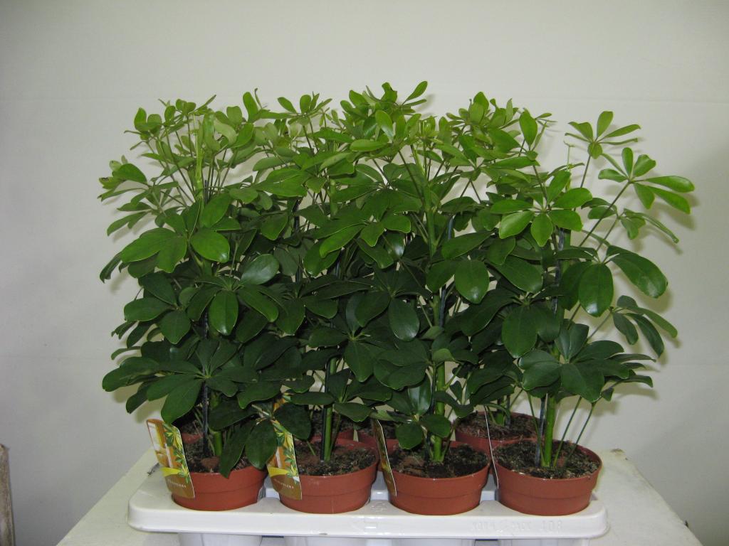 Schefflera