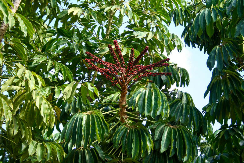 Schefflera radialifolia