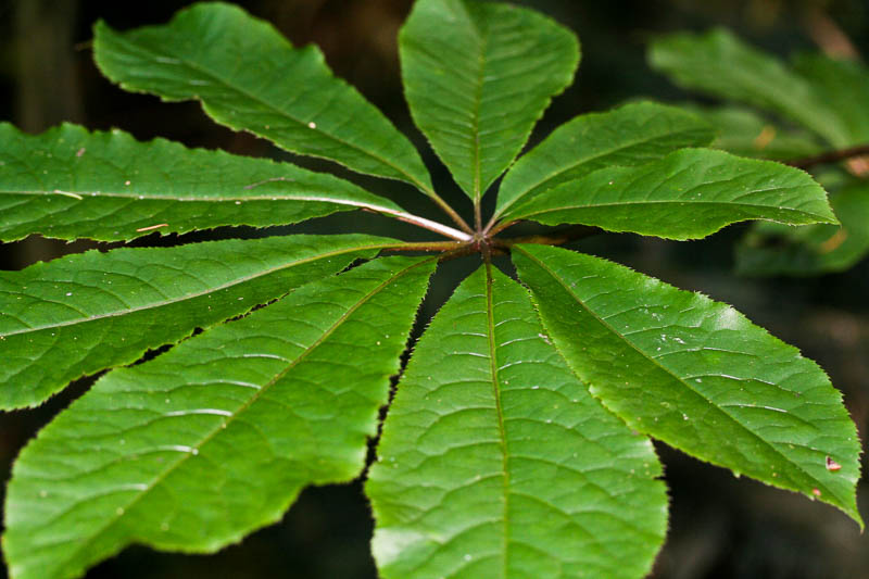 Schefflera palmata