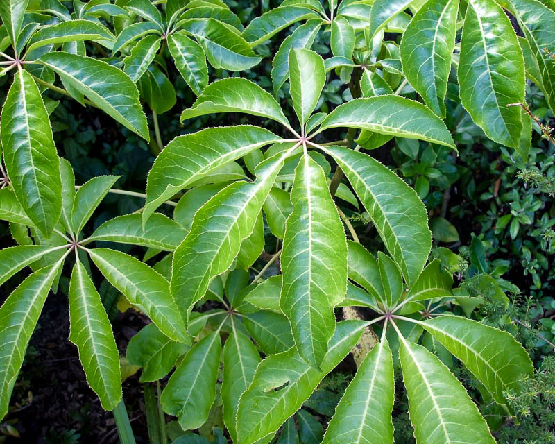 Schefflera palmata