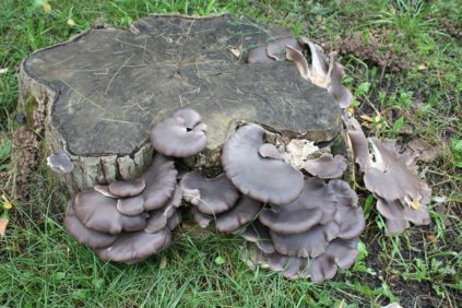 Pilze