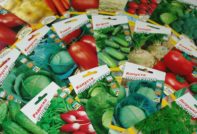 Graines dans la boutique en ligne