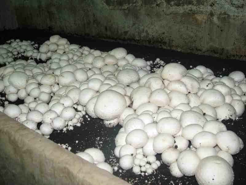 Champignons
