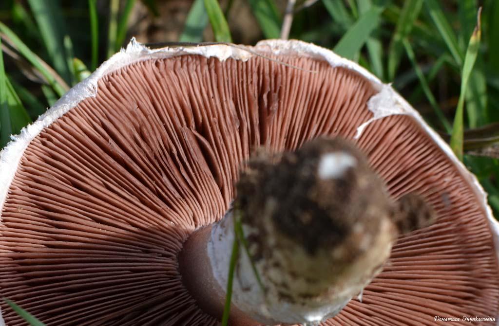 tranches de Champignon