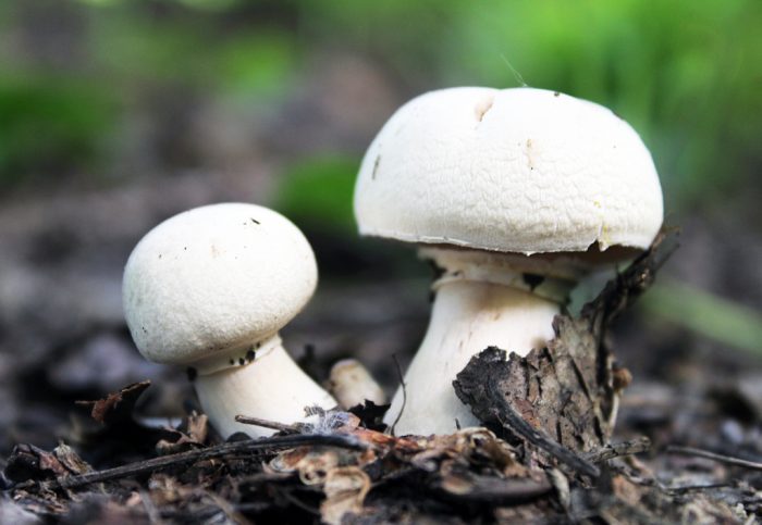 Champignons