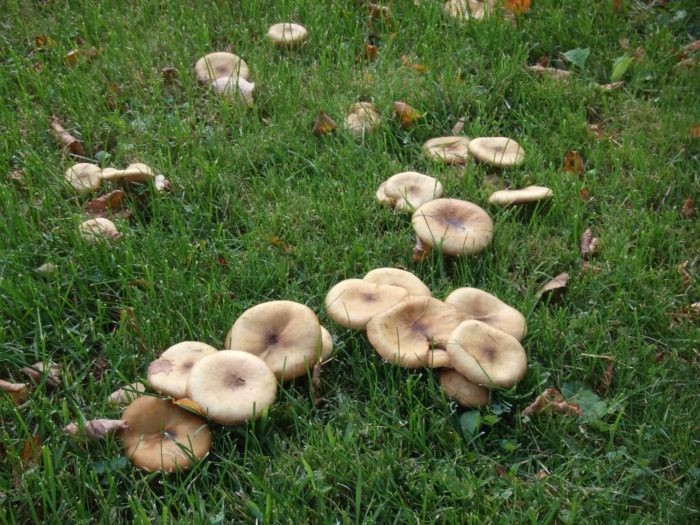 Pilze