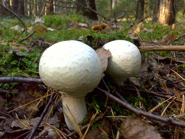 Champignons
