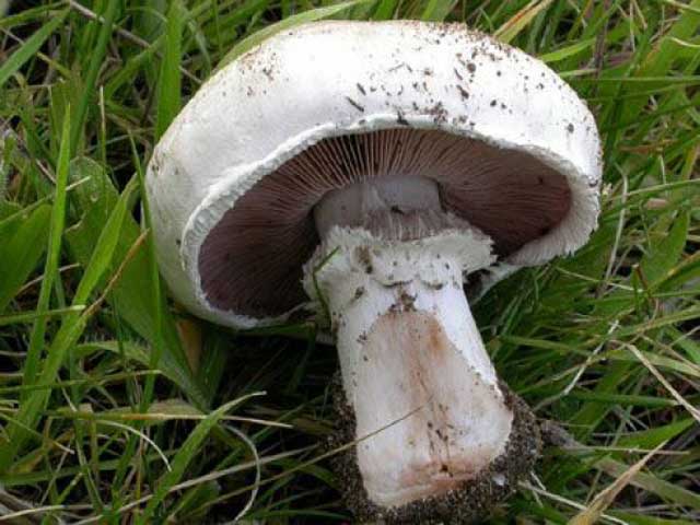 Champignons