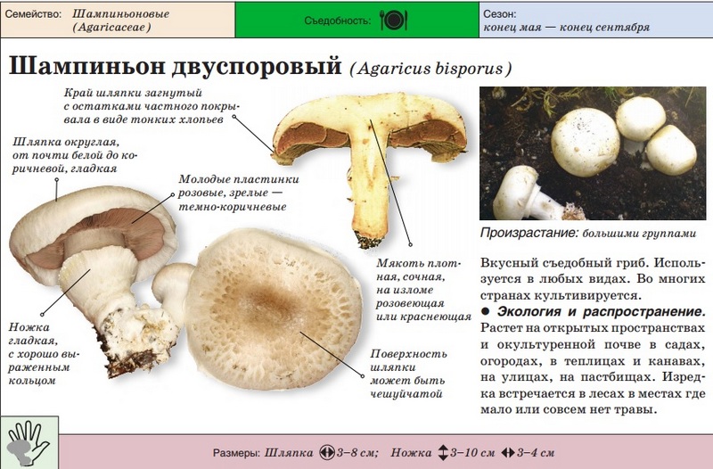 Gartenchampignon