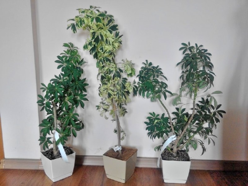 Schefflera beschneiden