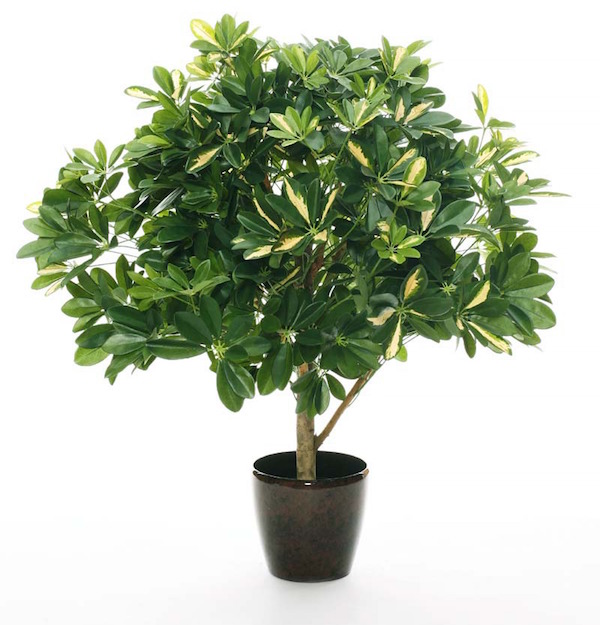 Schefflera arborescens
