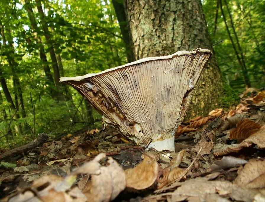 Lieux de culture des champignons