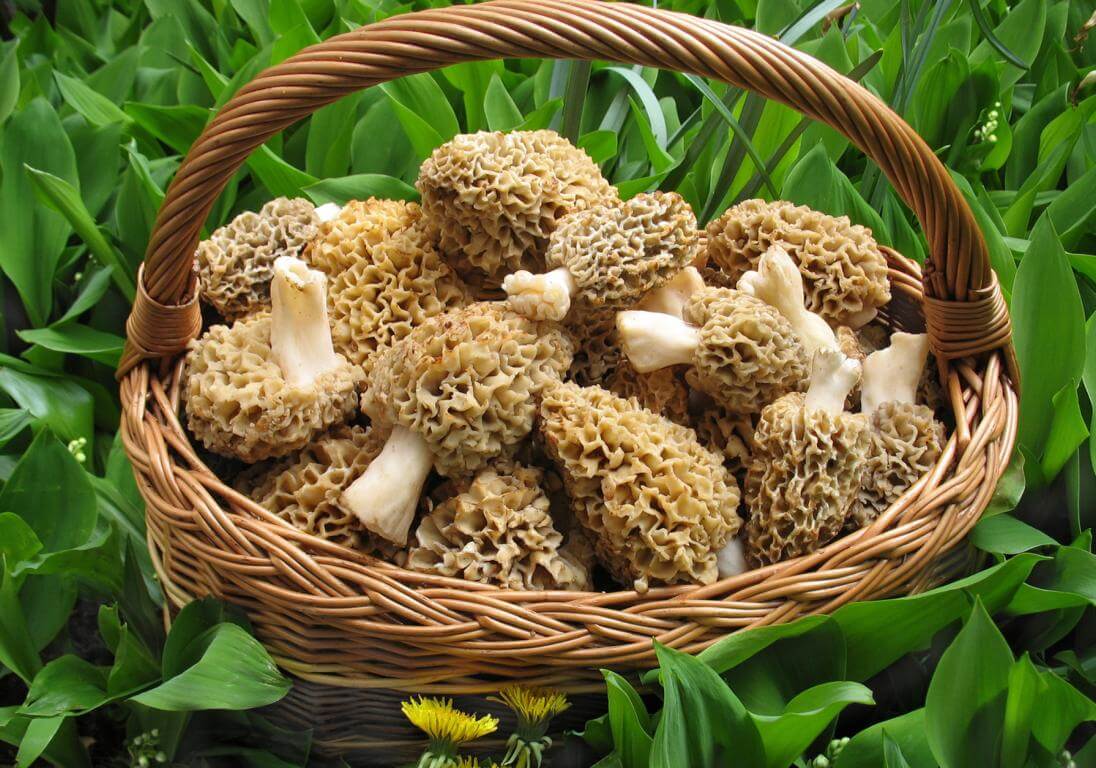 Champignons