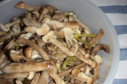 Gesalzene Honigpilze