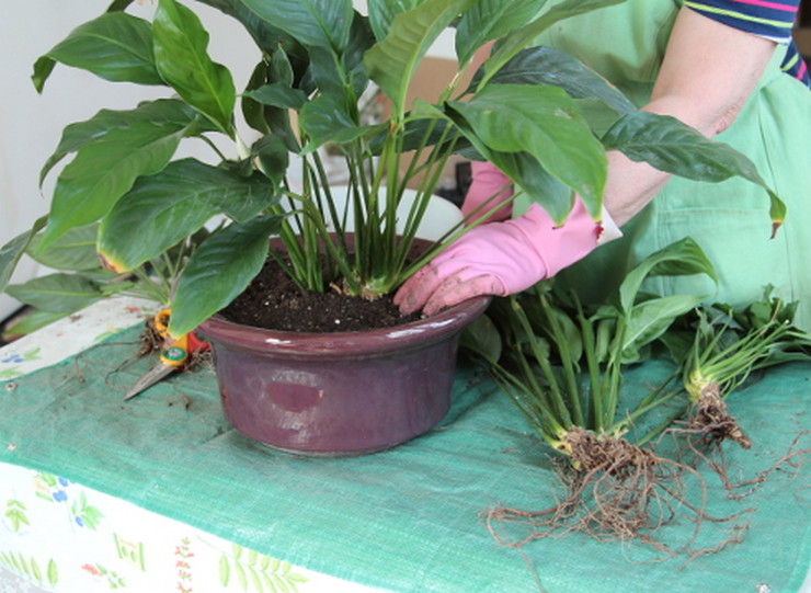 Transplantation de Spathiphyllum