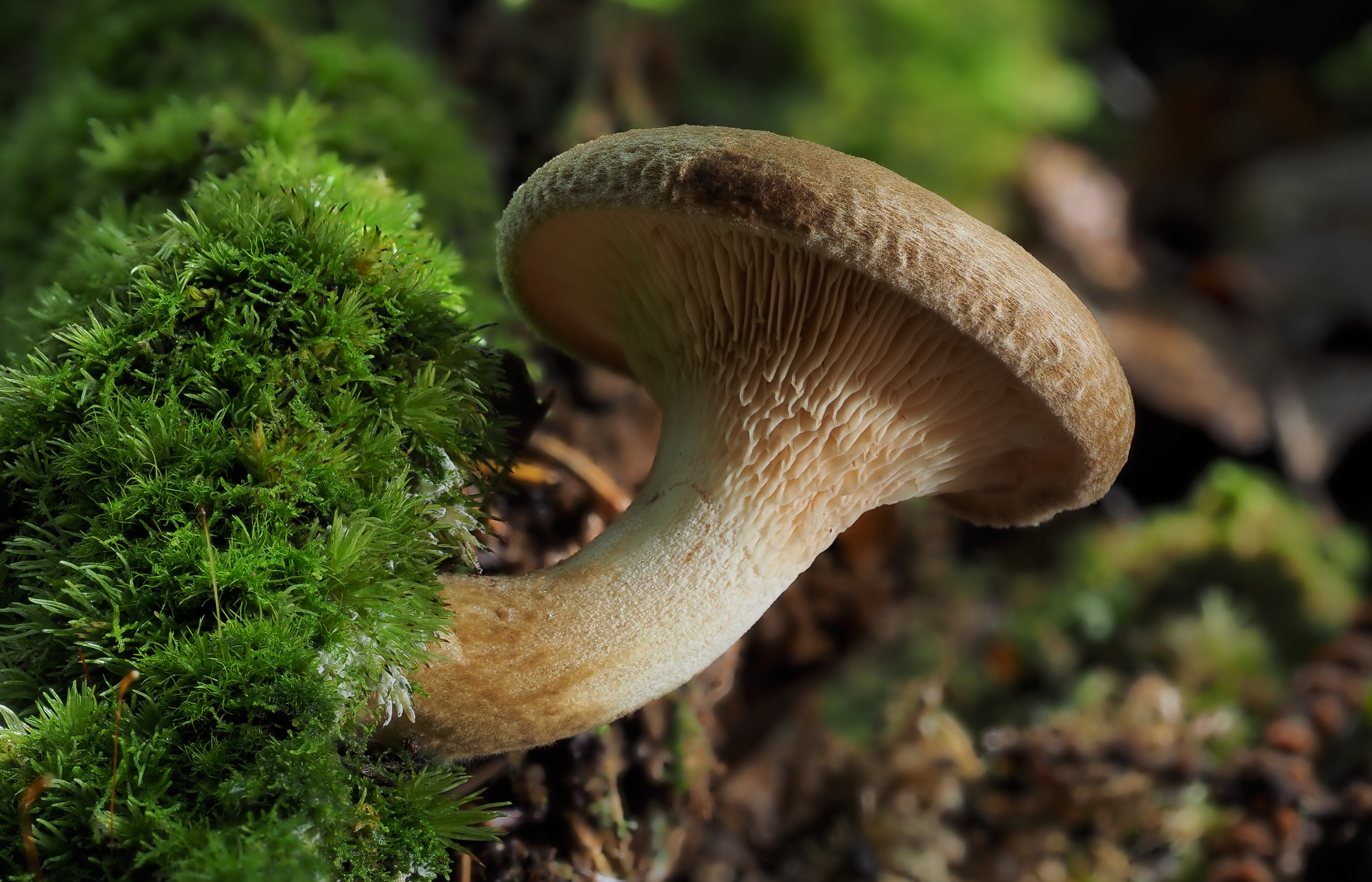 Agaric