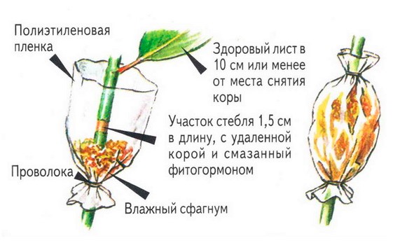 Схема за вкореняване на кротон с помощта на въздушно наслояване