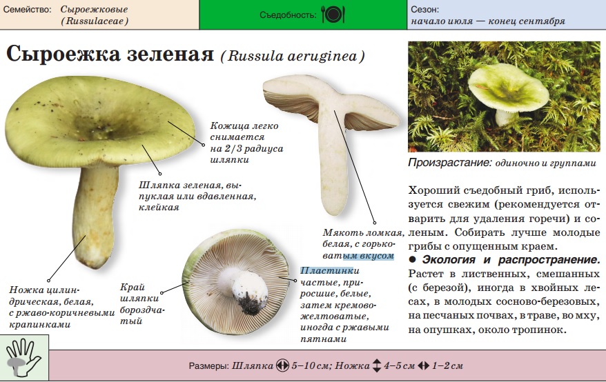 Зелена русула