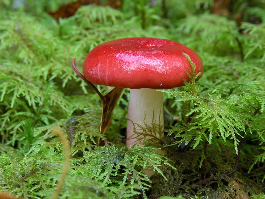 Russula