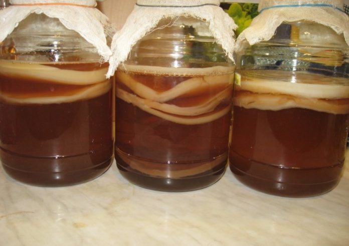 Kombucha au vinaigre de cidre