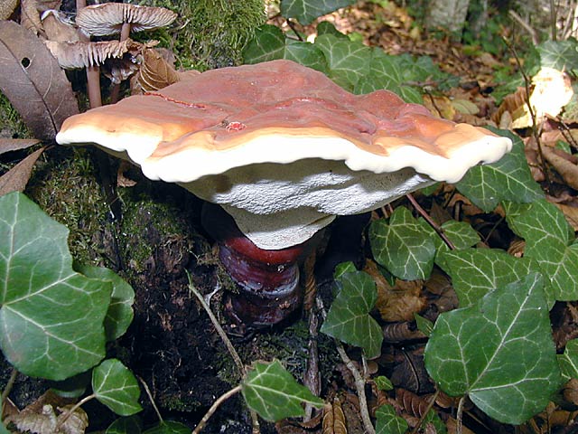 Lackierter Zunderpilz