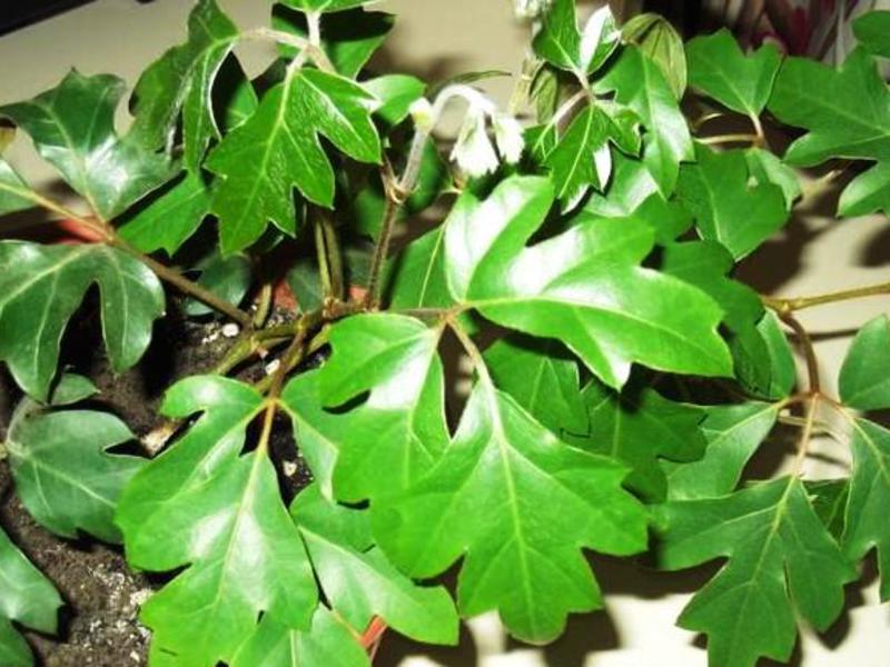 plantes grimpantes