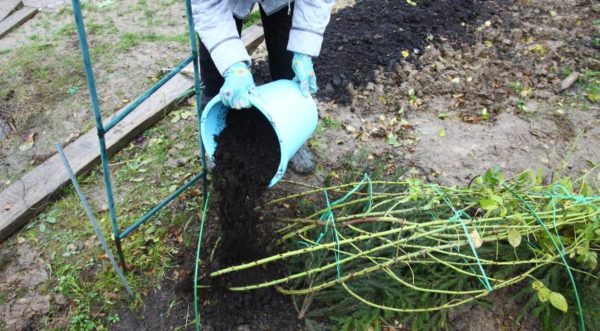 Couvrez vos rosiers pour l'hiver