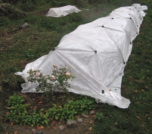 Couvrez vos rosiers pour l'hiver