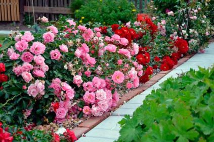 Couvrez vos rosiers pour l'hiver