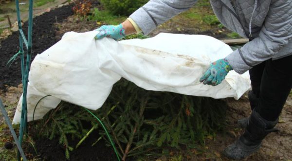 Couvrez vos rosiers pour l'hiver