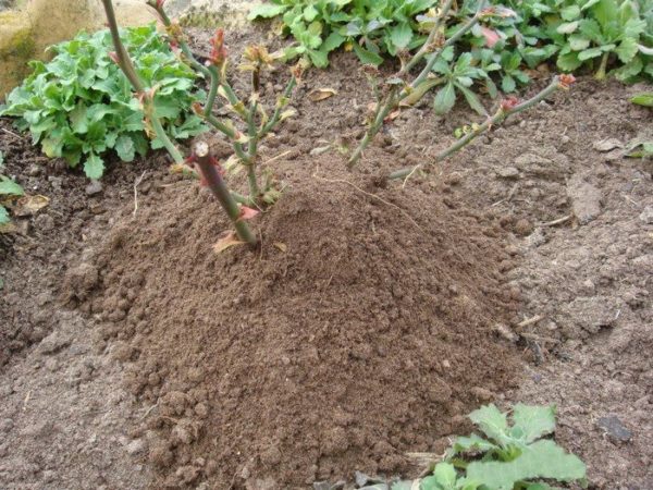 Couvrez vos rosiers pour l'hiver
