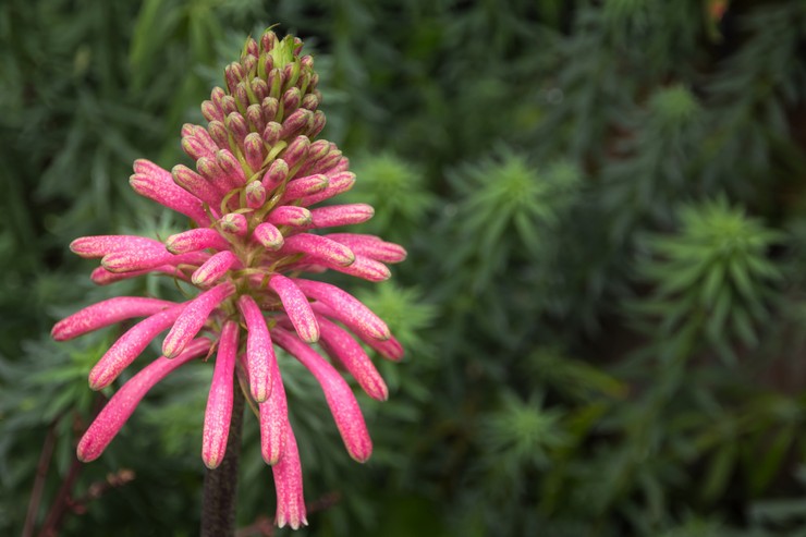 Veltheimia