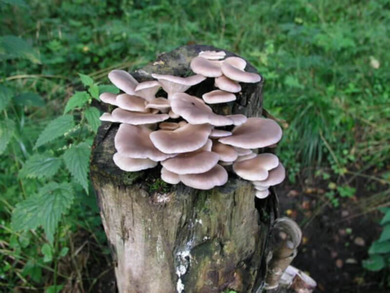 Austernpilz