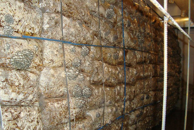 Coltivazione di funghi ostrica