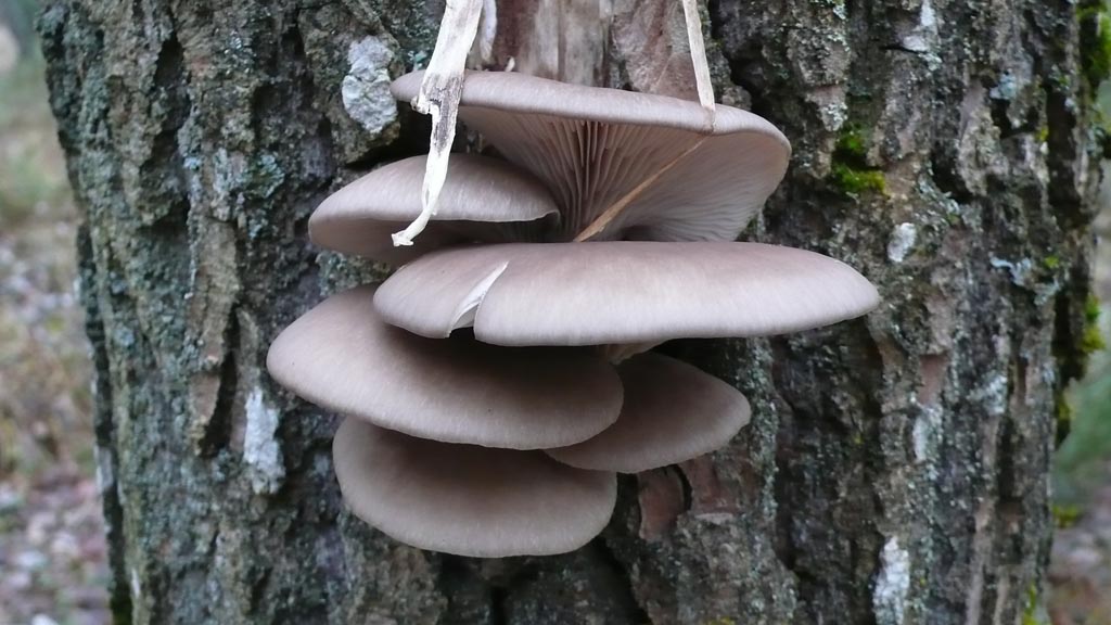 Austernpilze