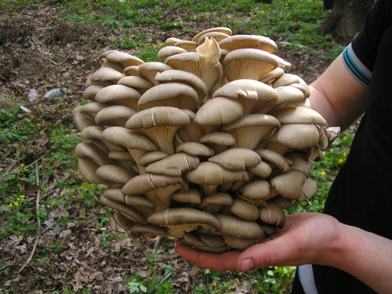 Austernpilze