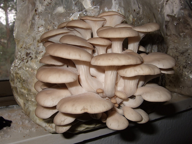 Austernpilz