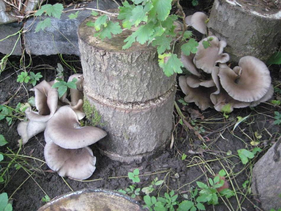 Austernpilze auf Baumstümpfen züchten