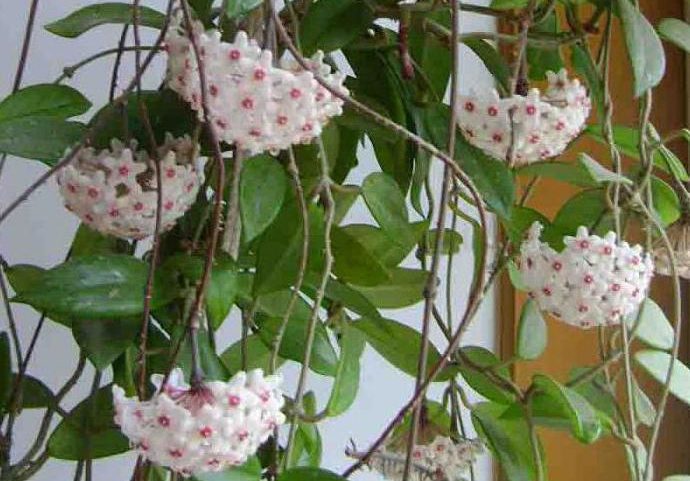 plantes grimpantes
