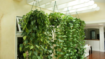 plantes grimpantes