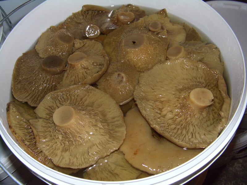 Le processus de salage des champignons