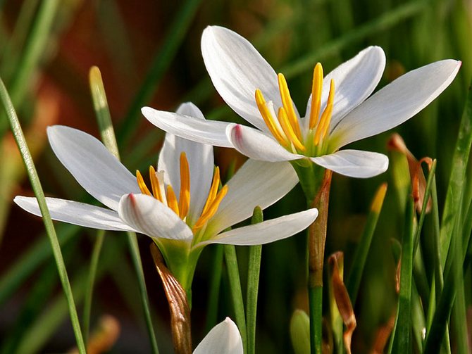 Zephyranthes grandiflora