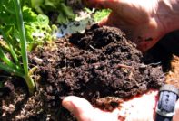 migliorare il terreno in autunno prima della semina primaverile