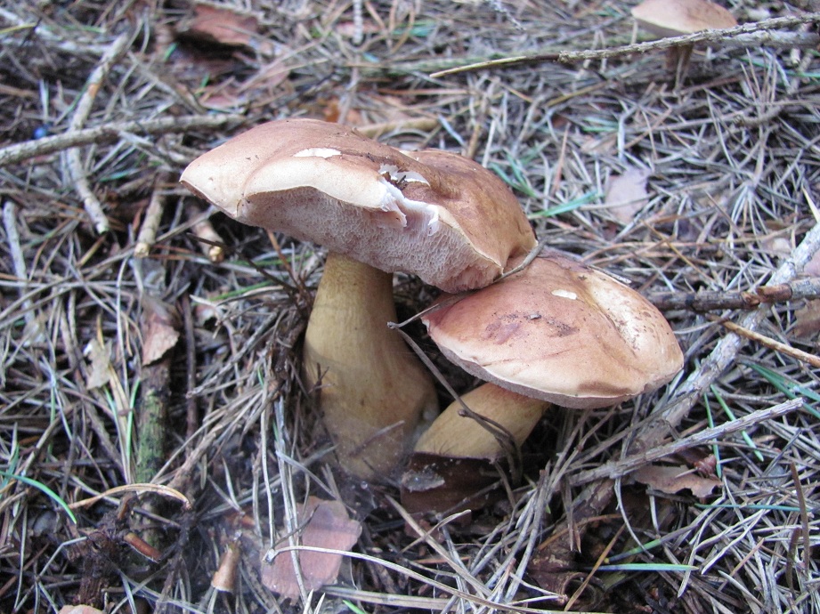 Bitterling