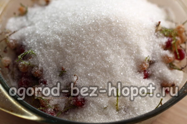 saupoudrer les groseilles de sucre