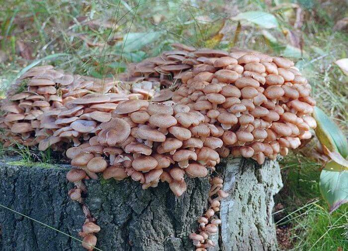champignons miel d'hiver