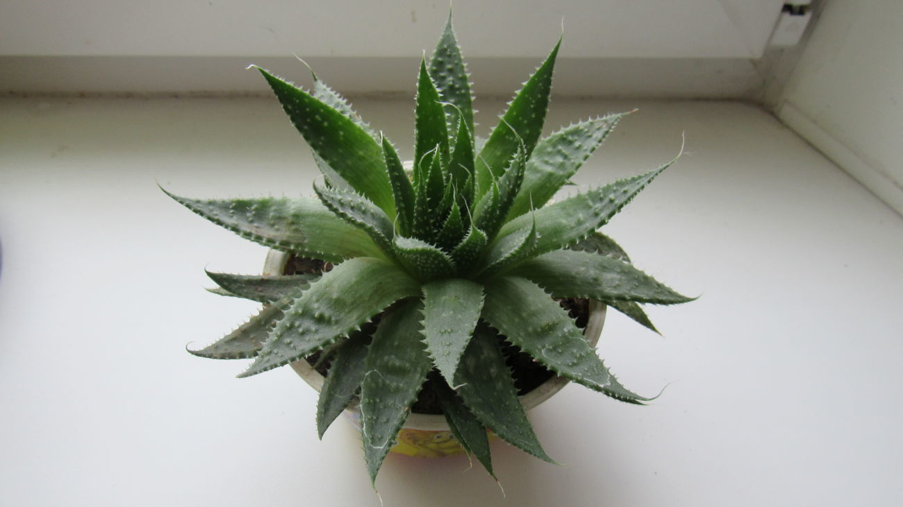 Aloe aristata