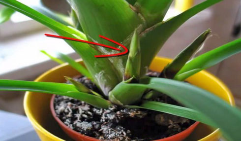 Guzmania-Krankheiten