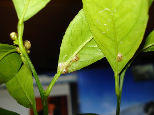 Schildläuse auf einem Ficus