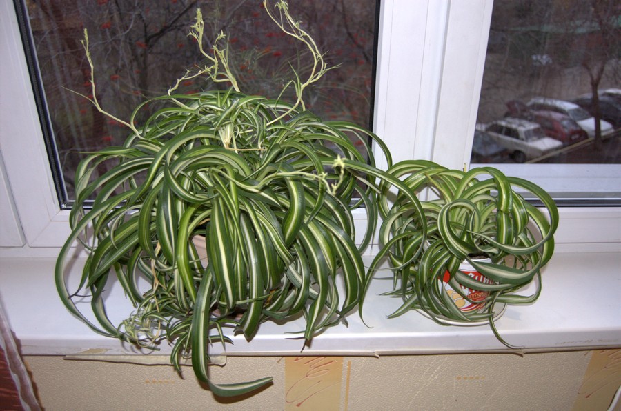Chlorophytum Curly